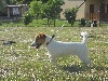  - jack russel terrier