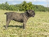  - cane corso