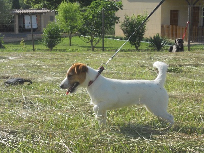 Flora di luna - jack russel terrier