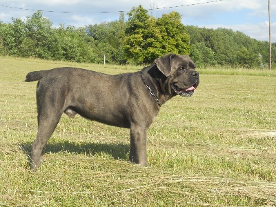 cane corso