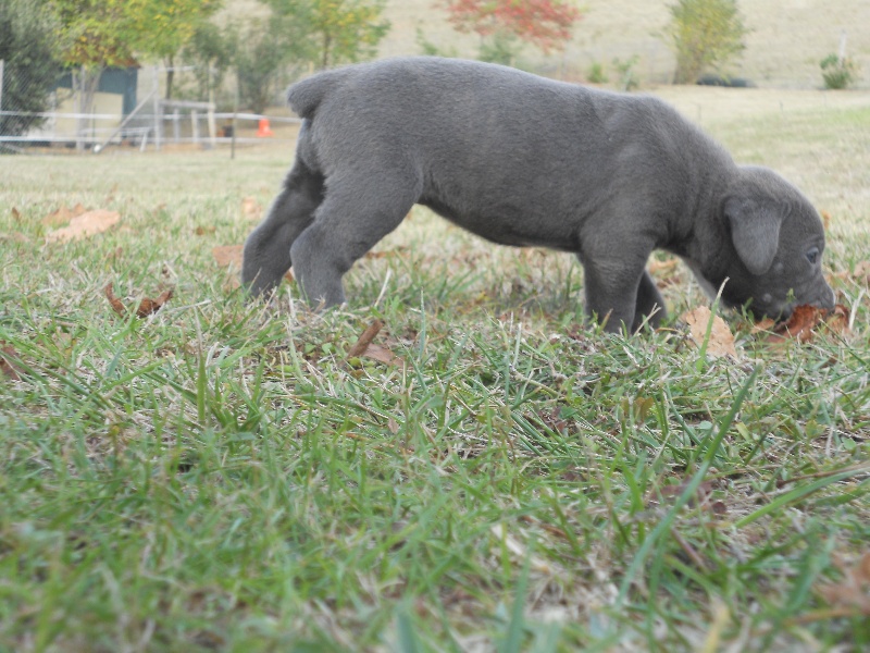 album photo des chiots.