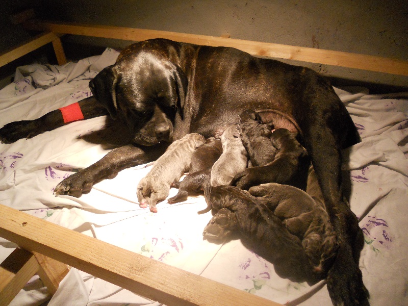 Flora di luna - Cane Corso - Portée née le 05/09/2012